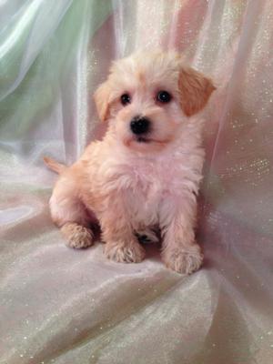 Great News!  Purebredpups ships to Schnoodle buyers and Schnoodle Breeders for only $150. From California to Florida, up to Pennsylvania, Massachusetts, and Maryland, Trust Purebredpups to deliver at some of the best prices the internet has to offer! 2